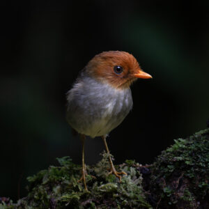 Hooded Antpitta in Colombia: Where to See One of the Most Elusive Antpittas