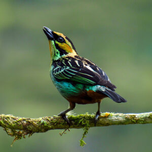 5 Must-Visit Birdwatching Spots in Huila – Colombia